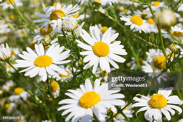 meadow of chamomiles (matricaria chamomilla), close-up - camomile stock-fotos und bilder