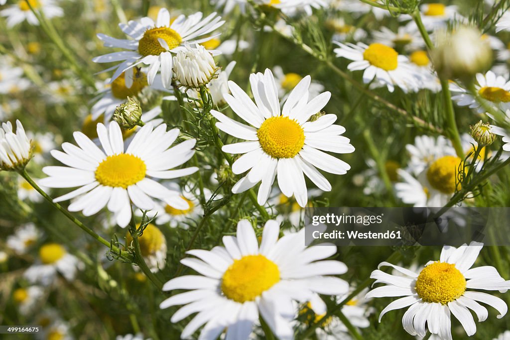 Meadow of chamomiles (Matricaria chamomilla), close-up