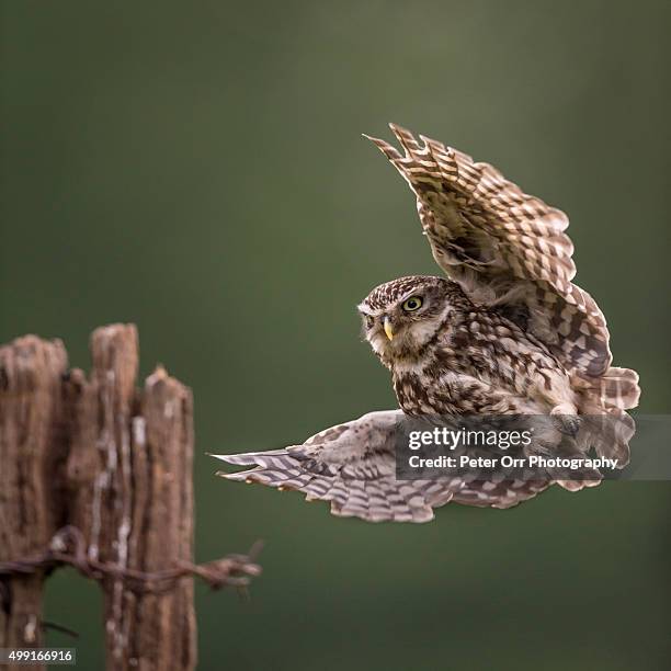 little owl landing - little owl stockfoto's en -beelden