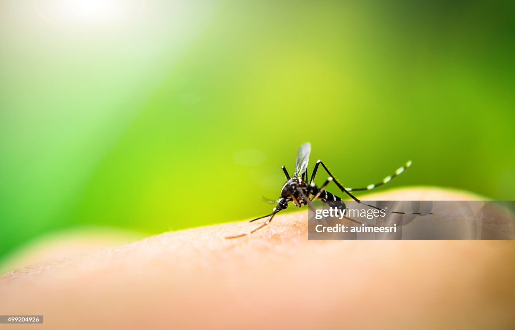 Mosquito sucking blood