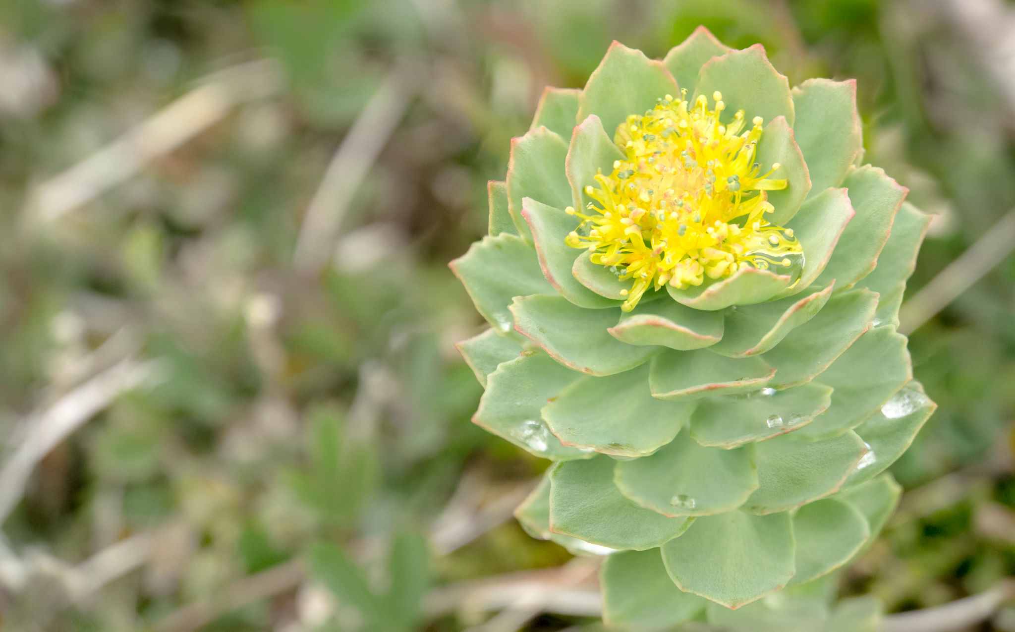 native desert plants