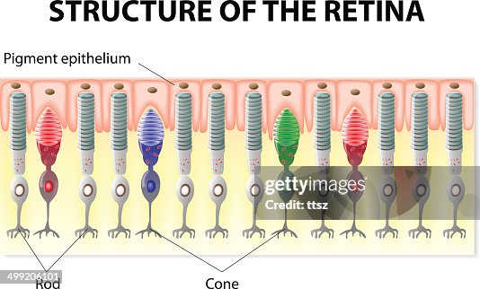 Retinal Structrue Retina Structure High-Res Vector Graphic - Getty Images