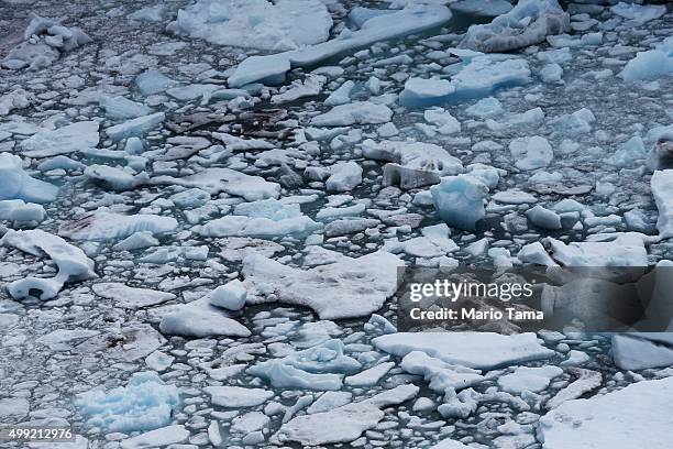 Melting glacial ice floats in Los Glaciares National Park, part of the Southern Patagonian Ice Field, on November 29, 2015 in Santa Cruz Province,...