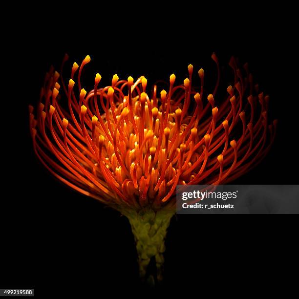 pincushion protea - exotik stock pictures, royalty-free photos & images