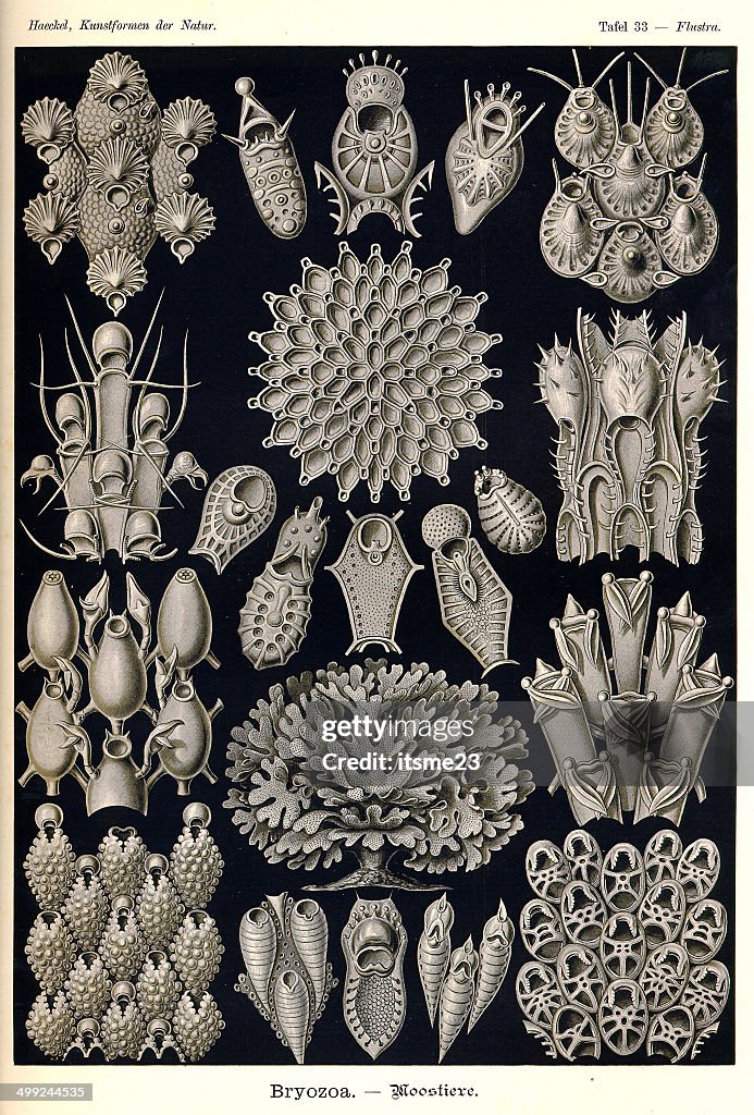 Fauna KdN t033 Flustra - Bryozoa