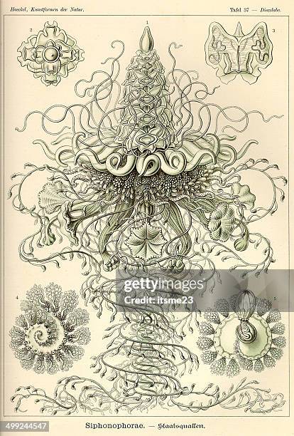 fauna kdn t037 discolabe - siphonophorae - flat bed scanner stock illustrations