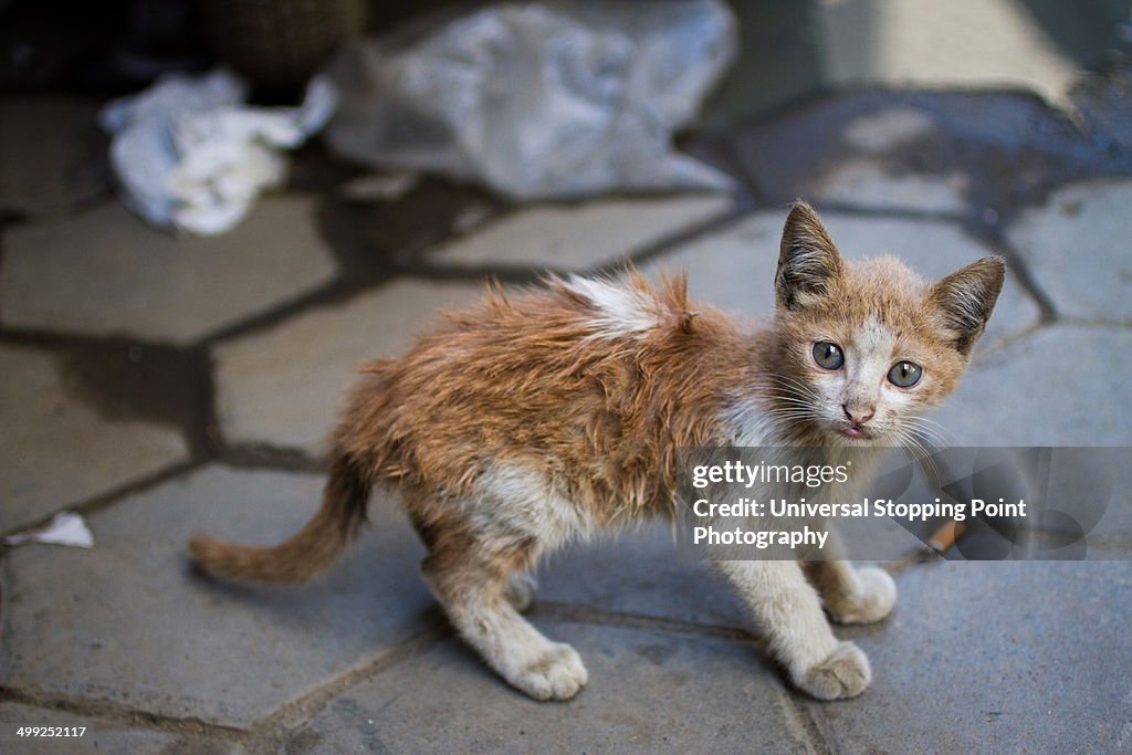 Dirty Stray Kitten on Street