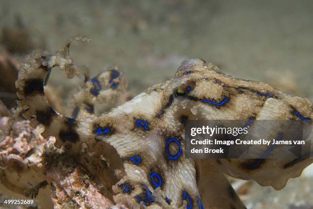 blue ringed octopus - blue ringed octopus stock pictures, royalty-free photos & images