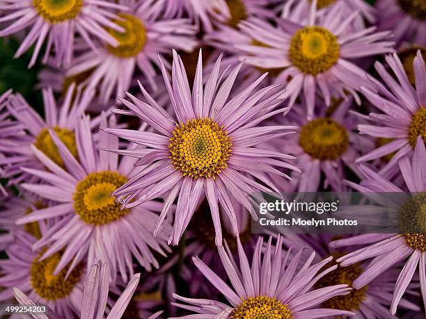 pink aster cluster - akureyri stockfoto's en -beelden