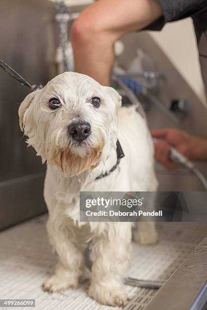 dog at the dog grooming parlour - west highland white terrier stock-fotos und bilder