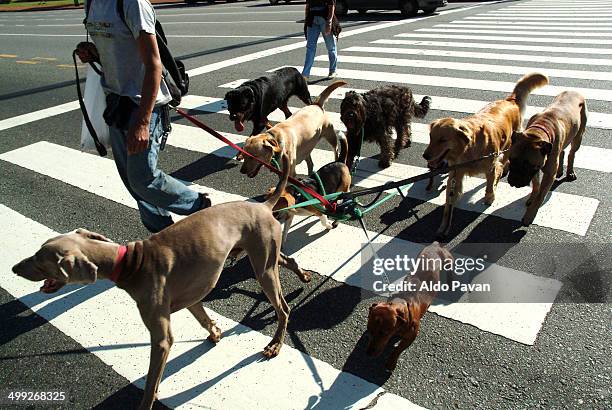 buenos aires, dog sitter - walking the dog stock pictures, royalty-free photos & images