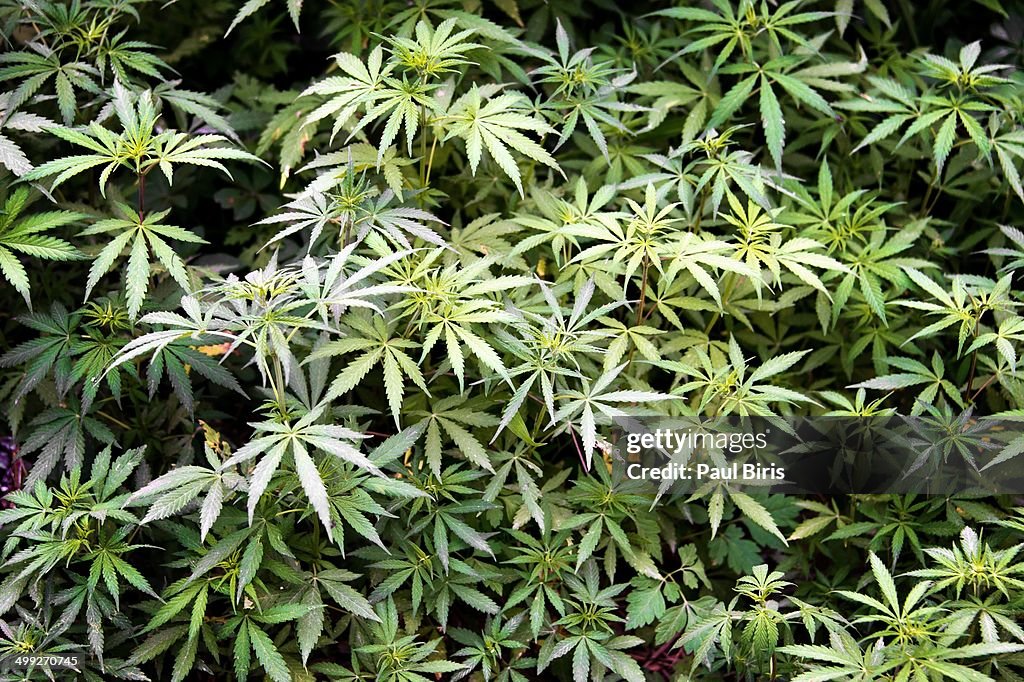 Nepalese Marijuana  The Green Land