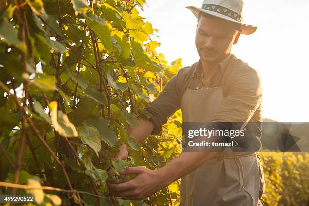 captador de uvas al atardecer - wine maker fotografías e imágenes de stock