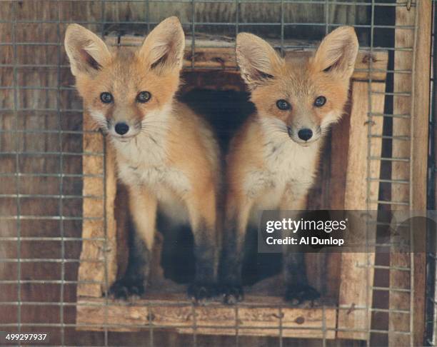 Rabies carriers: Foxes are the main carriers of the deadly disease - with skunks; foxes account for 80 per cent of Ontario's annual cases. People;...