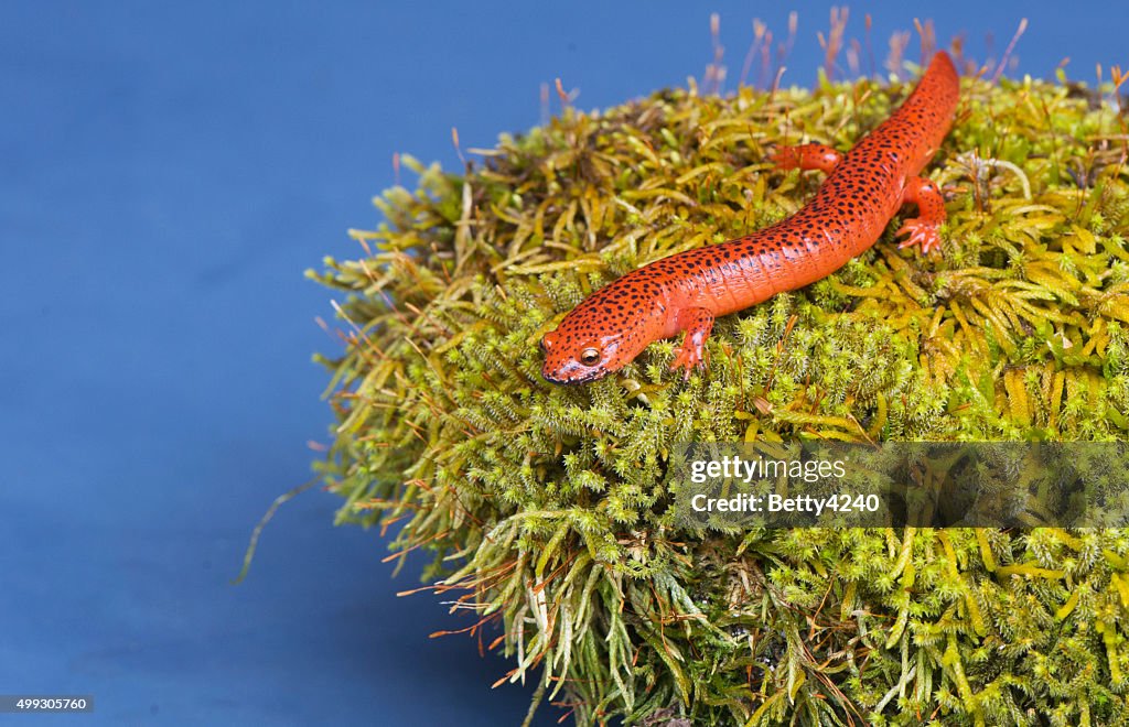 Black lipped Salamander sitting on a moss covered rock.