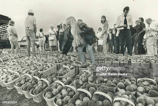 Jackie has a peachy job. Baskets and baskets of fragrant peaches surround Jackie Hageraals; 19; as she works at the Brampton Livestock Exchange on...