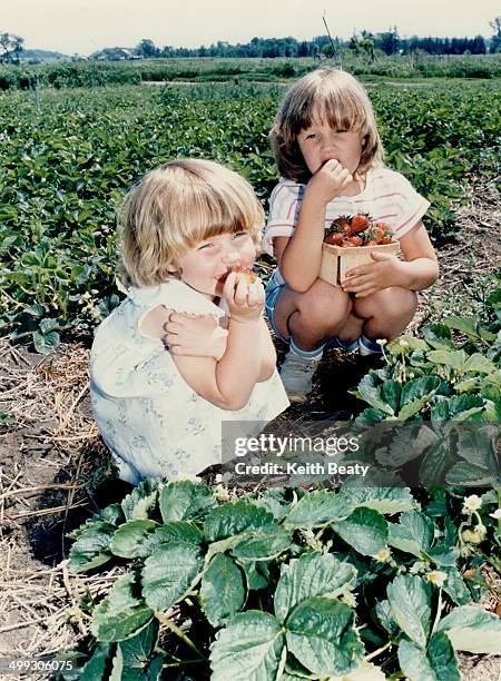 Mmm mmm good!: Andrea Chepak; 3; and Alison Chepak; 5; take a break from their picking to test the juicy stawberries at Bud's Berries pick-you-own...