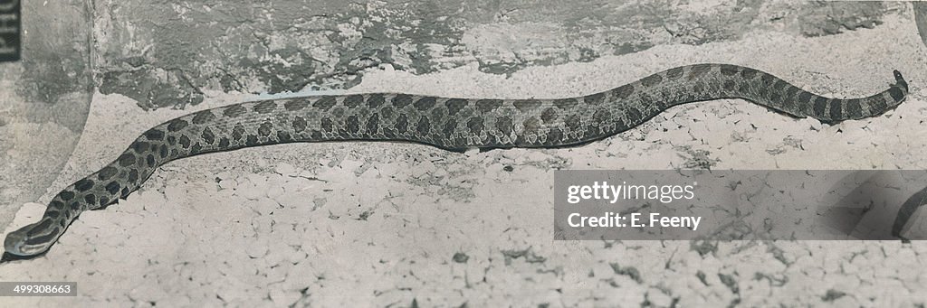 Two Step Rattlesnake Angry Two-foot Rattlesnake; now on exhibit an CNE; was caught by two ...