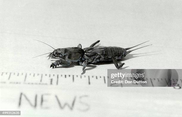 It's a gruesome Gryllotalpidan; But it's better known as a mole cricket; and a Diamond cabbie made quite a find when he encountered it on his sleeve...