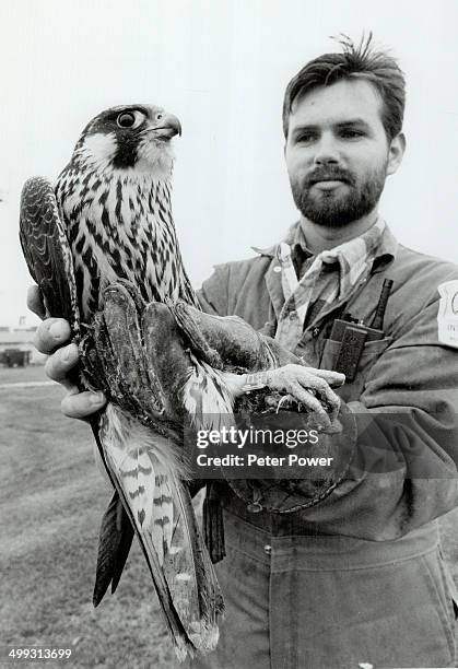 He's got the bird: Wildlife control officer Rennie Carson holds a female peregrine falcon that was trapped at Pearson airport last week.