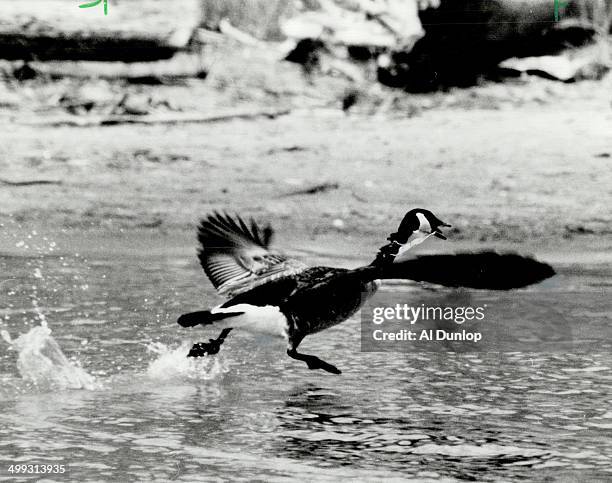 Starving goose resists attempts to rescue it. A Canada goose with a plastic ring entwined around its bill and neck is emaciated and hungry but as...