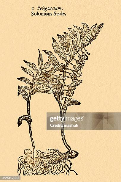 solomon's seal plant, illustration by gerard 1633 - stencil font stock illustrations