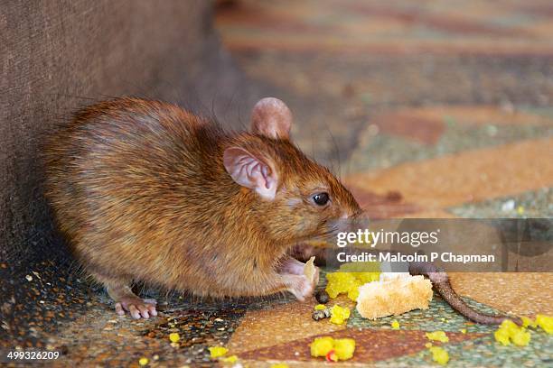 rat at karni mata, rat temple, bikaner - bikaner stock pictures, royalty-free photos & images