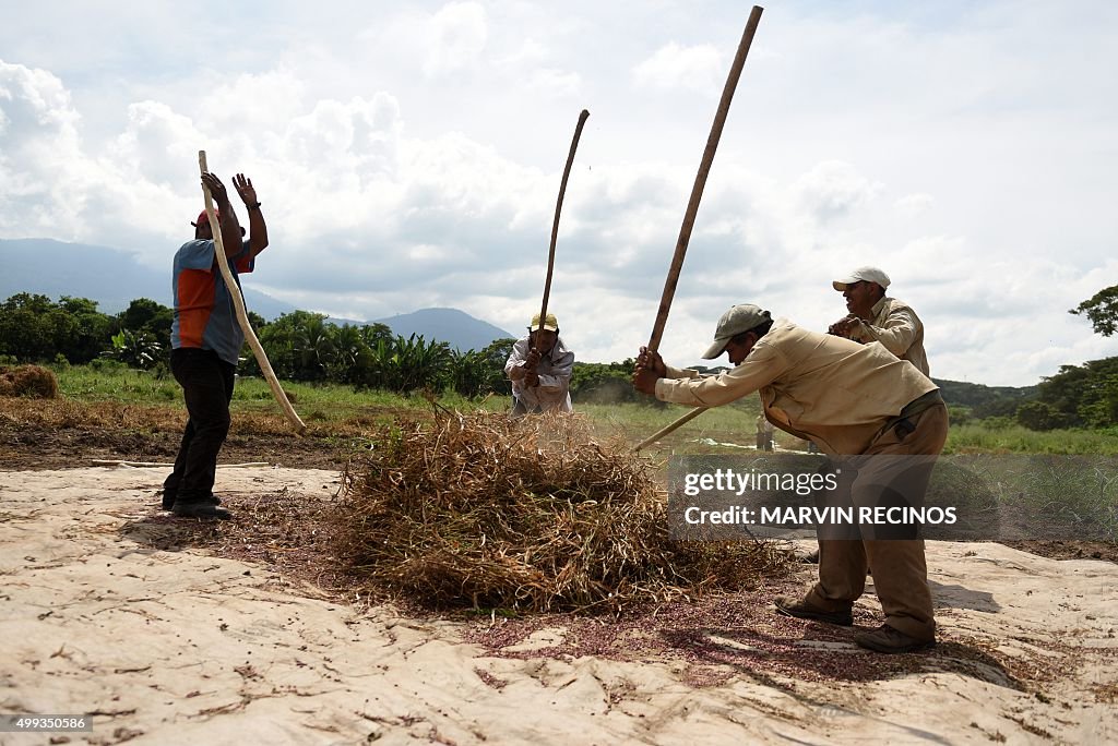 EL SALVADOR-CLIMATE-CHANGE-BEANS