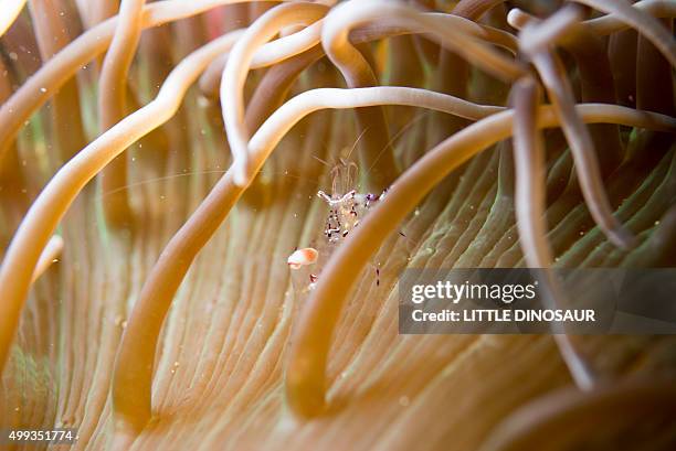 Cleaner Fish Stock 181 Fish Cleaner Shrimp Stock Photos, High-Res Pictures, and Images ...