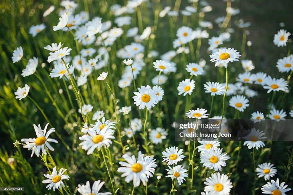 White daisies on summer day