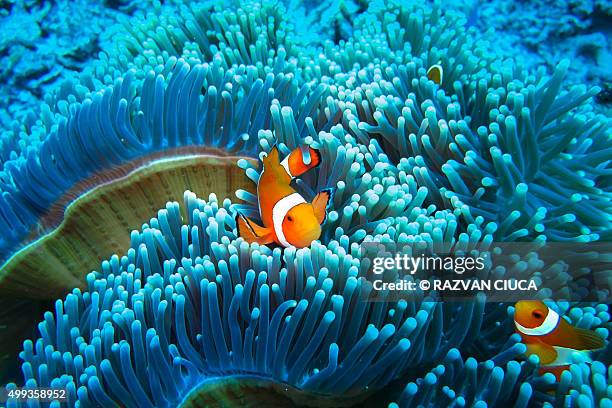 clownfish in blue anemone - hartkoralle stock-fotos und bilder