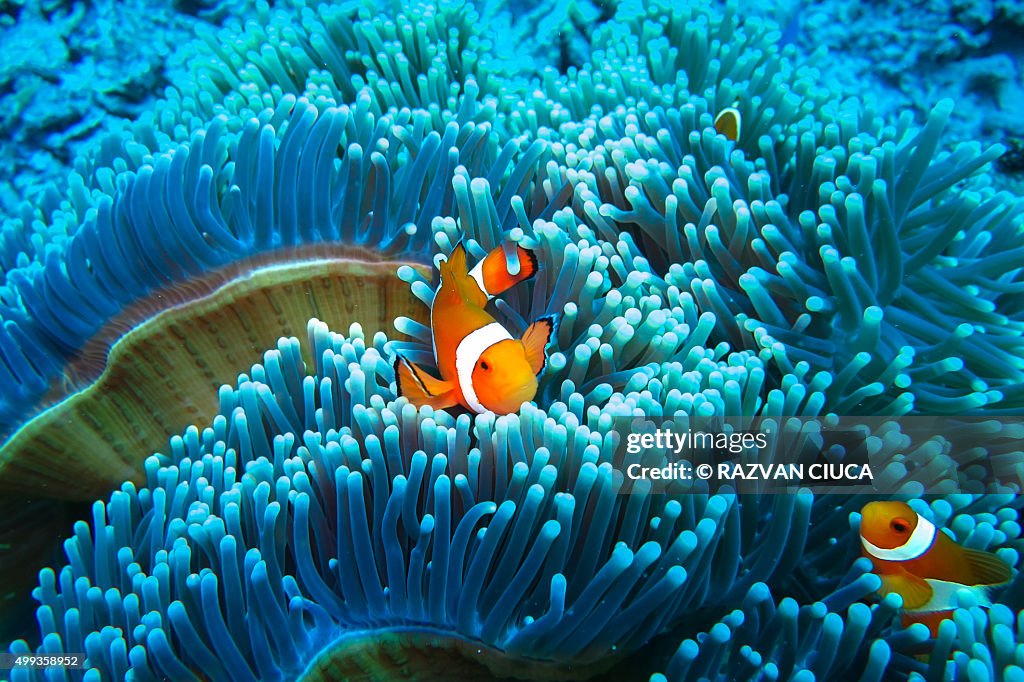 Clownfish in blue anemone