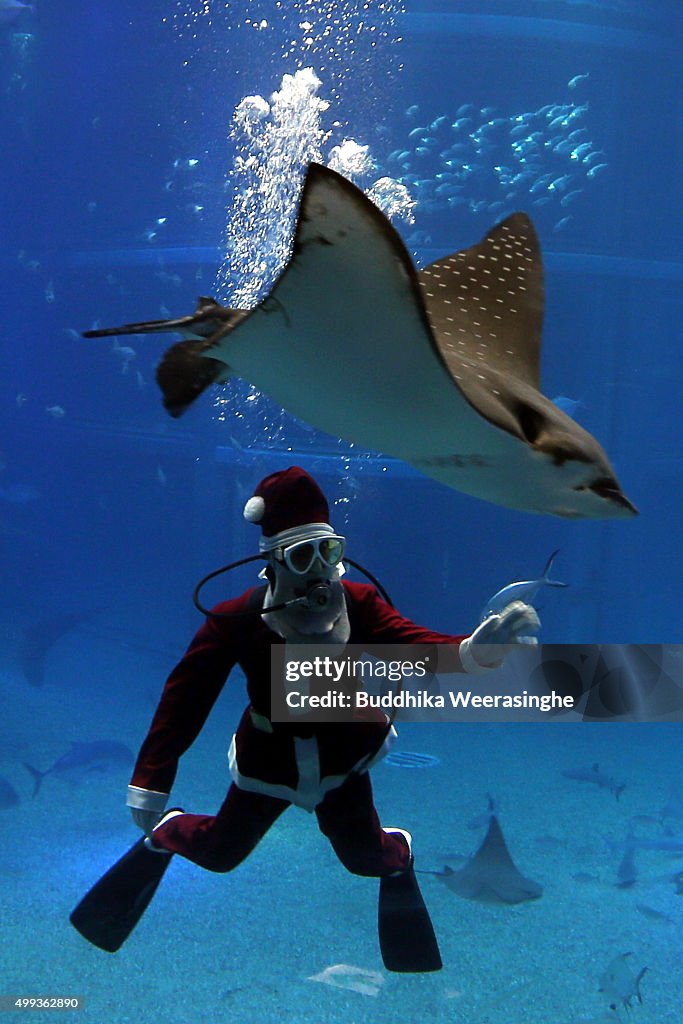 Santa Claus Diver Performs at Osaka Aquarium