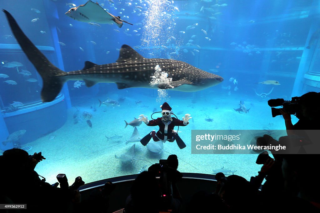 Santa Claus Diver Performs at Osaka Aquarium