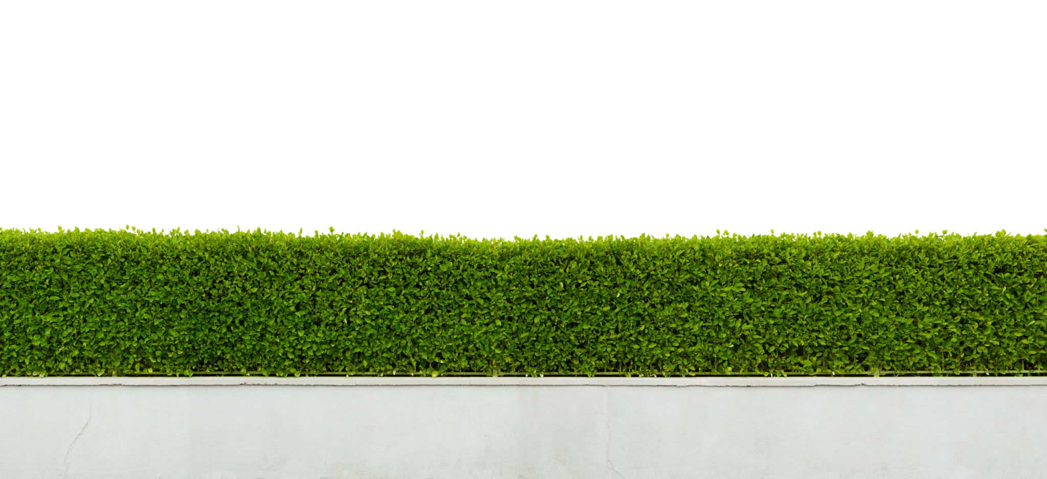 shrubs and hedges