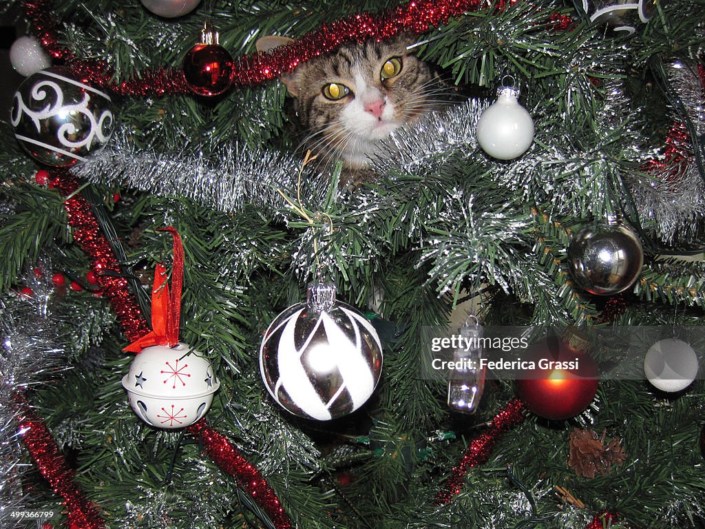 A cat on a Christmas Tree!