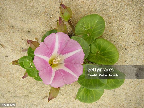 beach morning glory (calystegia soldanella - soldanella stock pictures, royalty-free photos & images