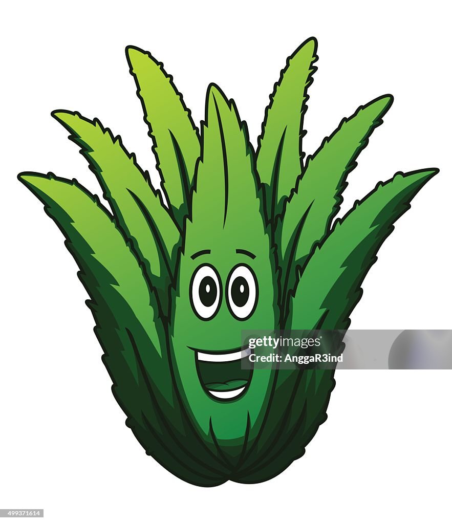 Aloe Vera