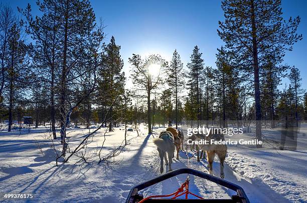 dogsledding in lapland - sleigh dog snow stock pictures, royalty-free photos & images