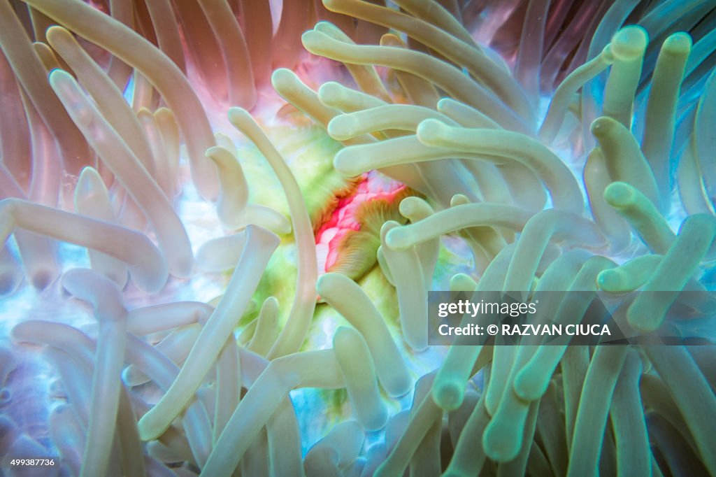 Sea anemone