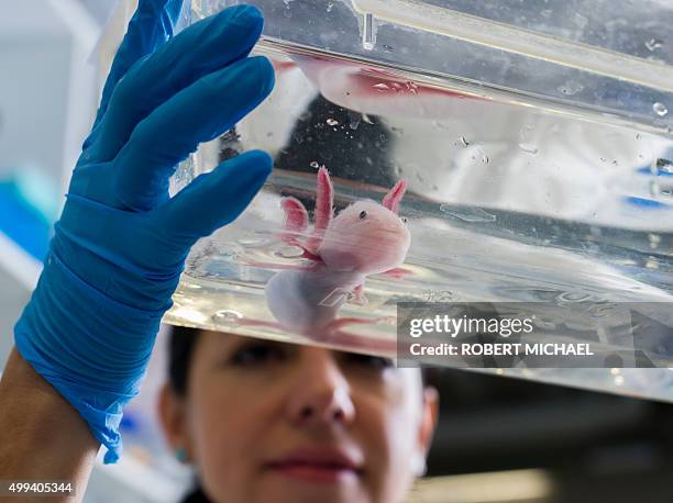 Mexican biologist Tatiana Sandoval-Guzman, a scientist who has lived in Dresden for six years, holds an axolotl in a glass tank in her laboratory at...