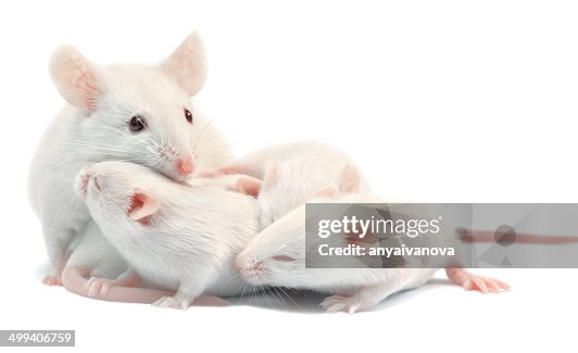White laboratory mice: mother with pups; isolated White laboratory mice: mother with pups; isolated