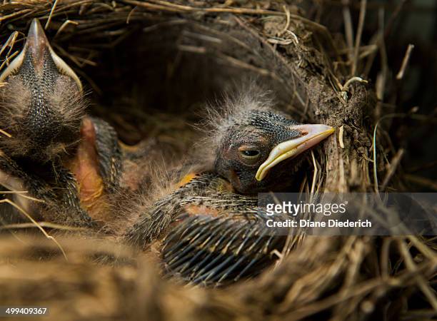 baby robin in a nest - diane diederich stock-fotos und bilder