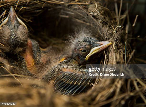 baby robin in a nest - diane diederich fotografías e imágenes de stock