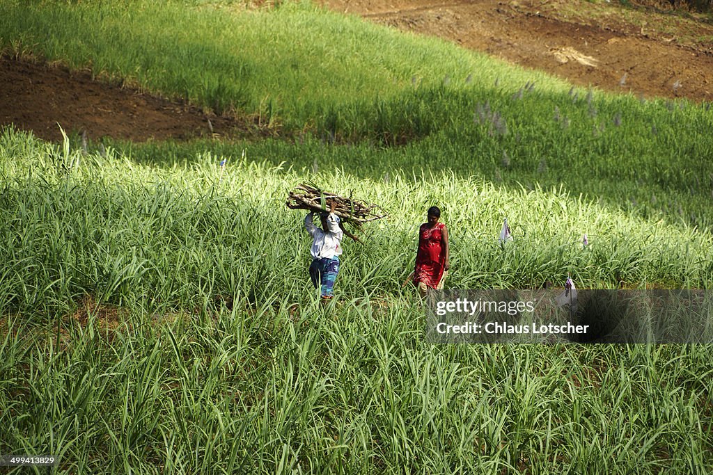 Carrying firewoos on head, Mauritius