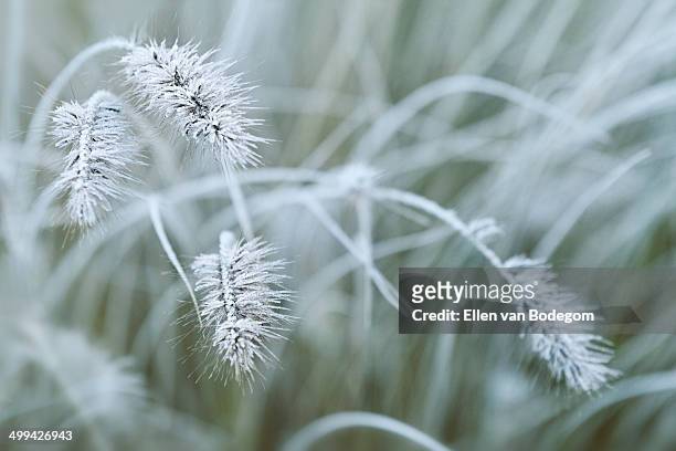 frosty tall grass - poortugaal stock pictures, royalty-free photos & images