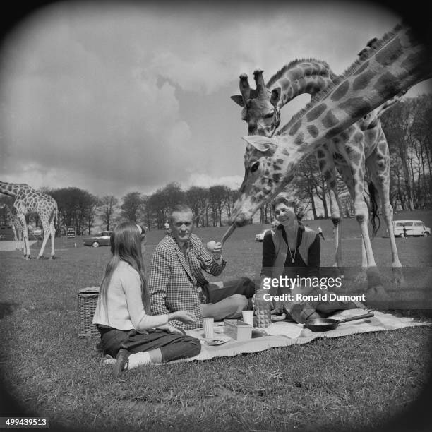 Henry Thynne , Marquess of Bath, his wife Virginia and their daughter Lady Silvy Cerne Thynne, are visited by giraffes during a picnic at Longleat...