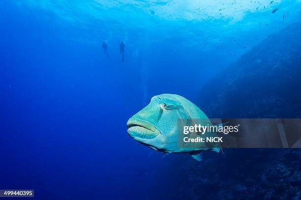 humphead wrasse with scuba diver - humphead wrasse stockfoto's en -beelden