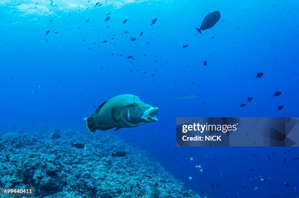 humphead wrasse with scuba diver - humphead wrasse stockfoto's en -beelden