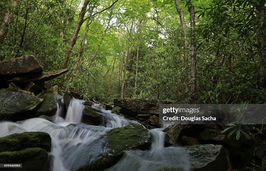 River in the forest